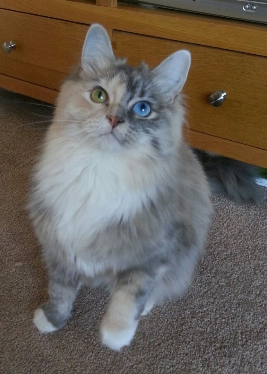 斯密斯:新西兰全黑队的灵魂人物,比赛节奏的掌控者,新西兰smith官网